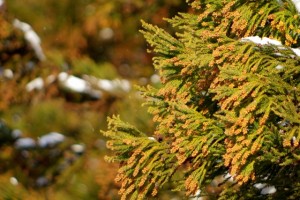 スギ花粉とヒノキ花粉の知っておきたい症状の違いと勘違い