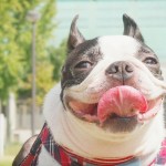 犬の皮膚炎の治療方法|原因と対策法について知っておきましょう!!