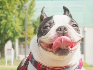 犬の皮膚炎の治療方法|原因と対策法について知っておきましょう!!