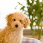 犬の病気の症状として足の様子がおかしい場合ってあるの?