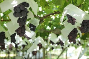 ぶどう狩りの楽しみ方｜美味しいぶどうの選び方と食べ方