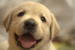 犬用の防災グッズとは何をどのように準備すればいいのでしょう?