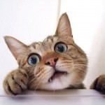 猫に口内炎ができる原因は?その治療とはどのような方法なの?
