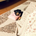 こたつ布団の洗濯を自宅でする方法ってどうするの？