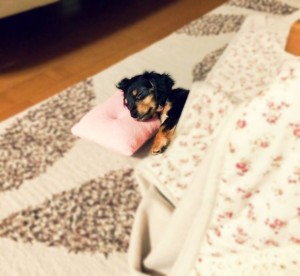 こたつ布団の洗濯を自宅でする方法ってどうするの？