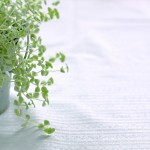 トイレに観葉植物を置きたいけど置いても大丈夫な種類って？