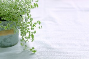 トイレに観葉植物を置きたいけど置いても大丈夫な種類って?