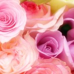 薔薇の花言葉って色や本数により意味はたくさんあるってホント?