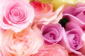 薔薇の花言葉って色や本数により意味はたくさんあるってホント?
