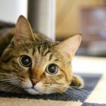 お悔やみの言葉 ペットが無くなった場合にはなんて言えばいいの?
