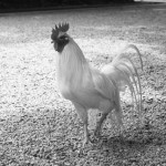 鳥インフルエンザは人に感染するの?また影響はあるの?