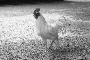 鳥インフルエンザは人に感染するの？また影響はあるの？