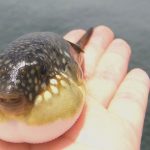 てっさ てっちりの違いってなんなのでしょうか?