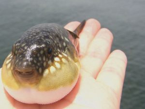 てっさ てっちりの違いってなんなのでしょうか？