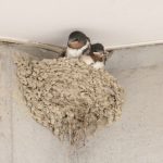 ツバメの巣は縁起がいいというのはどういう意味なのだろうか？