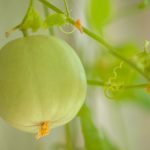 ハネジューメロンの美味しい食べ方ってどうすればいいの?食べ頃は?
