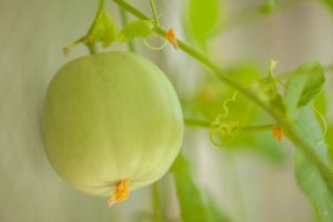 ハネジューメロンの美味しい食べ方ってどうすればいいの？食べ頃は？