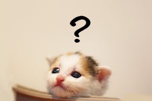 猫がトイレでしないようになりました、どうしてなのでしょう?