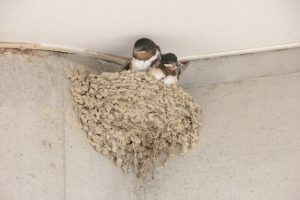 ツバメの巣を作らせない対策や方法はあるのだろうか？