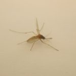 虫コナーズって効果ありますか? 蚊に効くのだろうか?