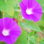 朝顔と昼顔と夕顔ってなにが違うの?どう見分けるの?