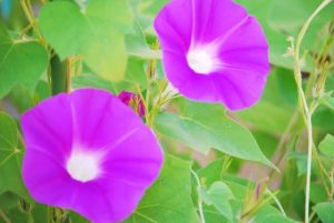 朝顔と昼顔と夕顔ってなにが違うの?どう見分けるの?