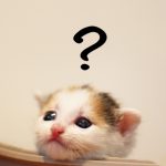 猫が人間の食べ物を欲しがるのはなぜ?与えてもいいの?