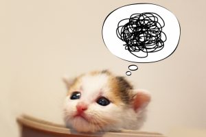 猫にまたたびって興奮しすぎるのですが危険なんでしょうか?