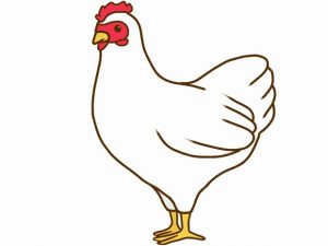 ささみと胸肉の違いって?部位?味?栄養?価格?