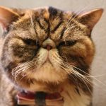 猫が猫砂を食べるのですが大丈夫なのでしょうか?