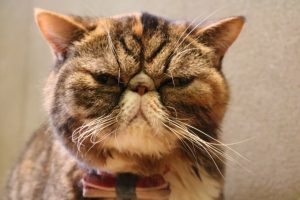 猫が猫砂を食べるのですが大丈夫なのでしょうか？