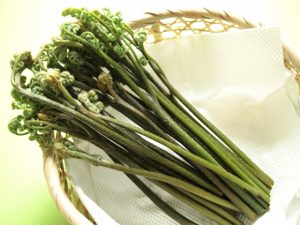 ワラビの日持ちはどれくらいですか？冷蔵庫？冷凍庫？がよいの？