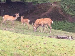 奈良には鹿がなぜ多いのだろう？誰が管理しているの？