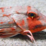 ホウボウという魚の名前の由来って?なんでこう呼ぶの?