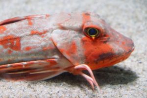 ホウボウという魚の名前の由来って？なんでこう呼ぶの？